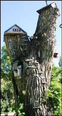 Birdhouse tree, Kensington, Calgary, Alberta